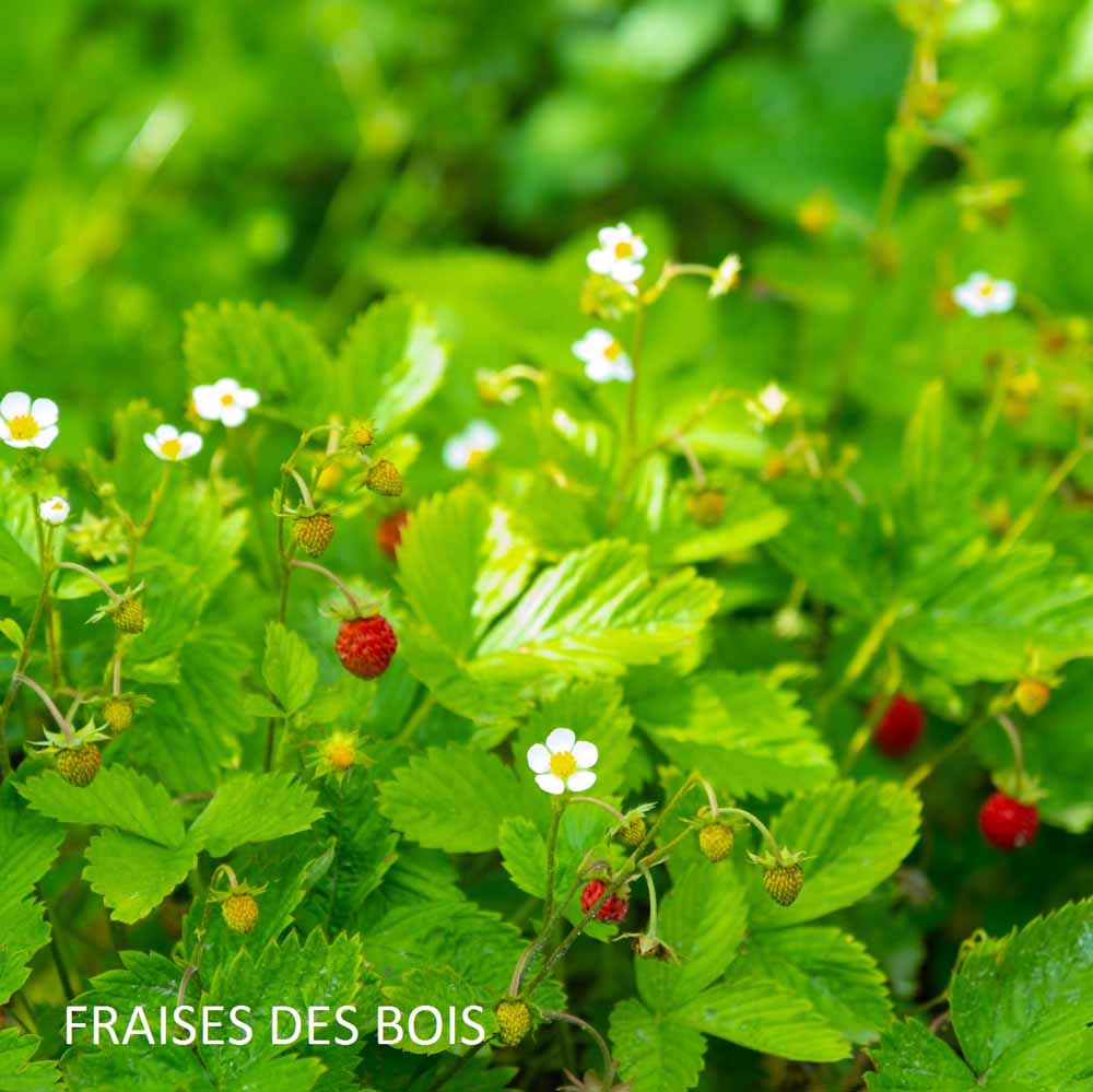 Bougie "Nos joyeuses cueillettes de fraises des bois" - HAROLD & MAUDE