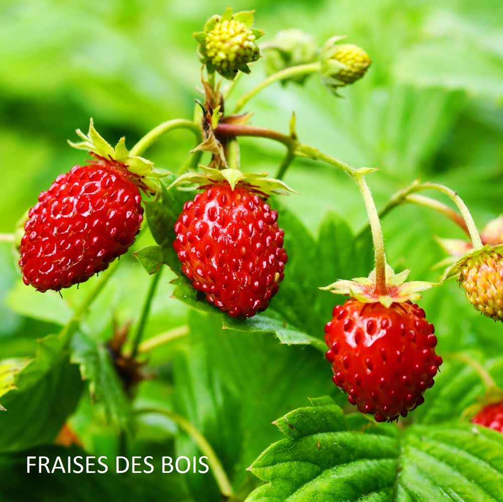 Bougie "Nos joyeuses cueillettes de fraises des bois" - HAROLD & MAUDE