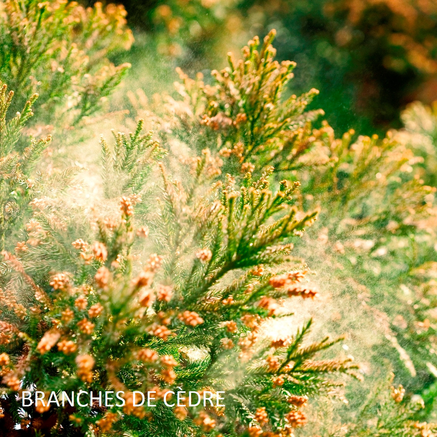 bougie-de-cuir-et-de-bois-harold-et-maude-maison-diaphane_4