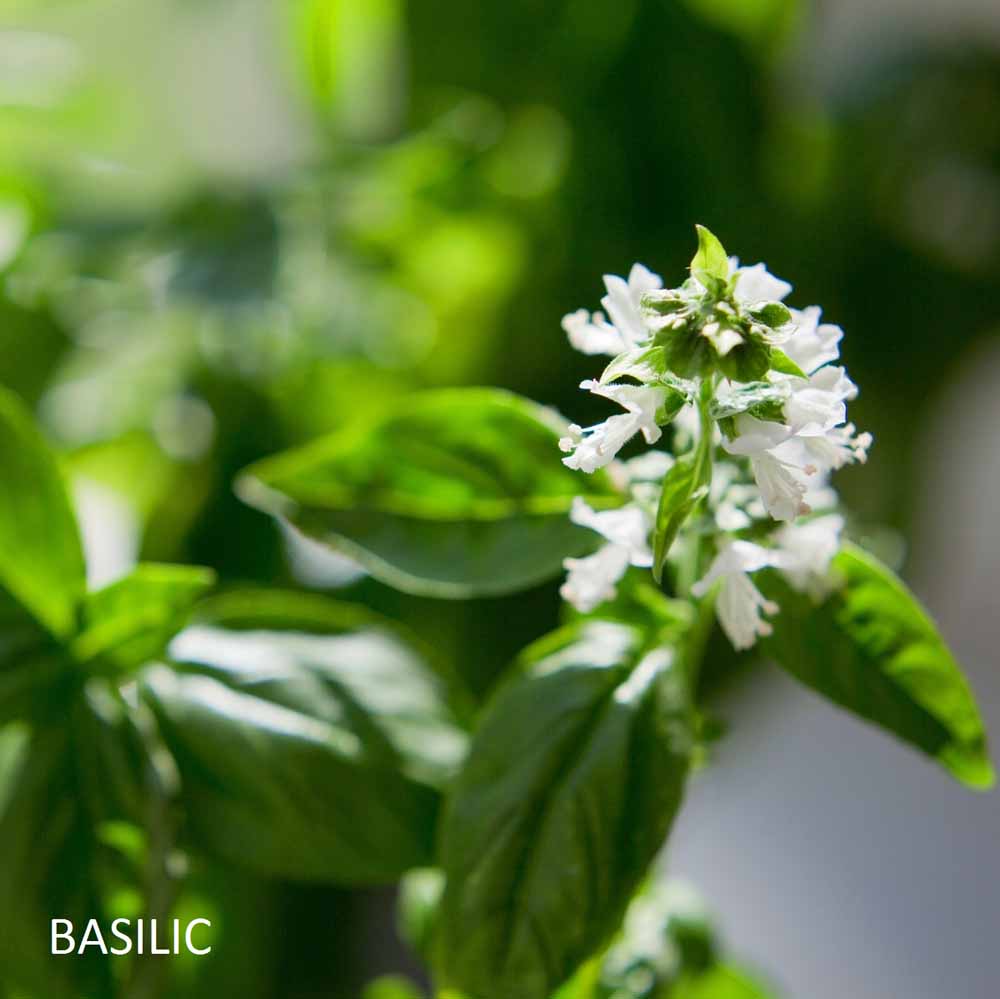 bougie-tu-mas-raconte-harold-et-maude-maison-diaphane_4