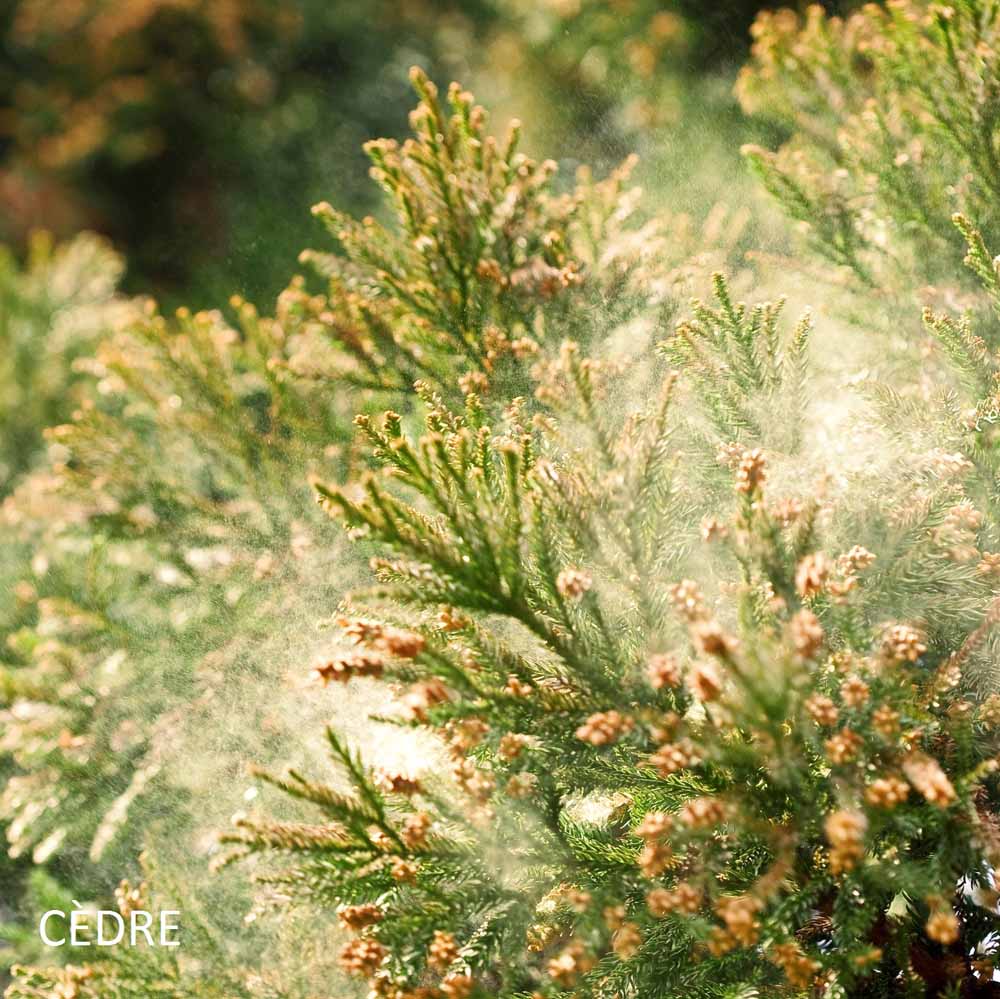 bougie-vers-sainte-lucie-de-talano-harold-et-maude-maison-diaphane_4