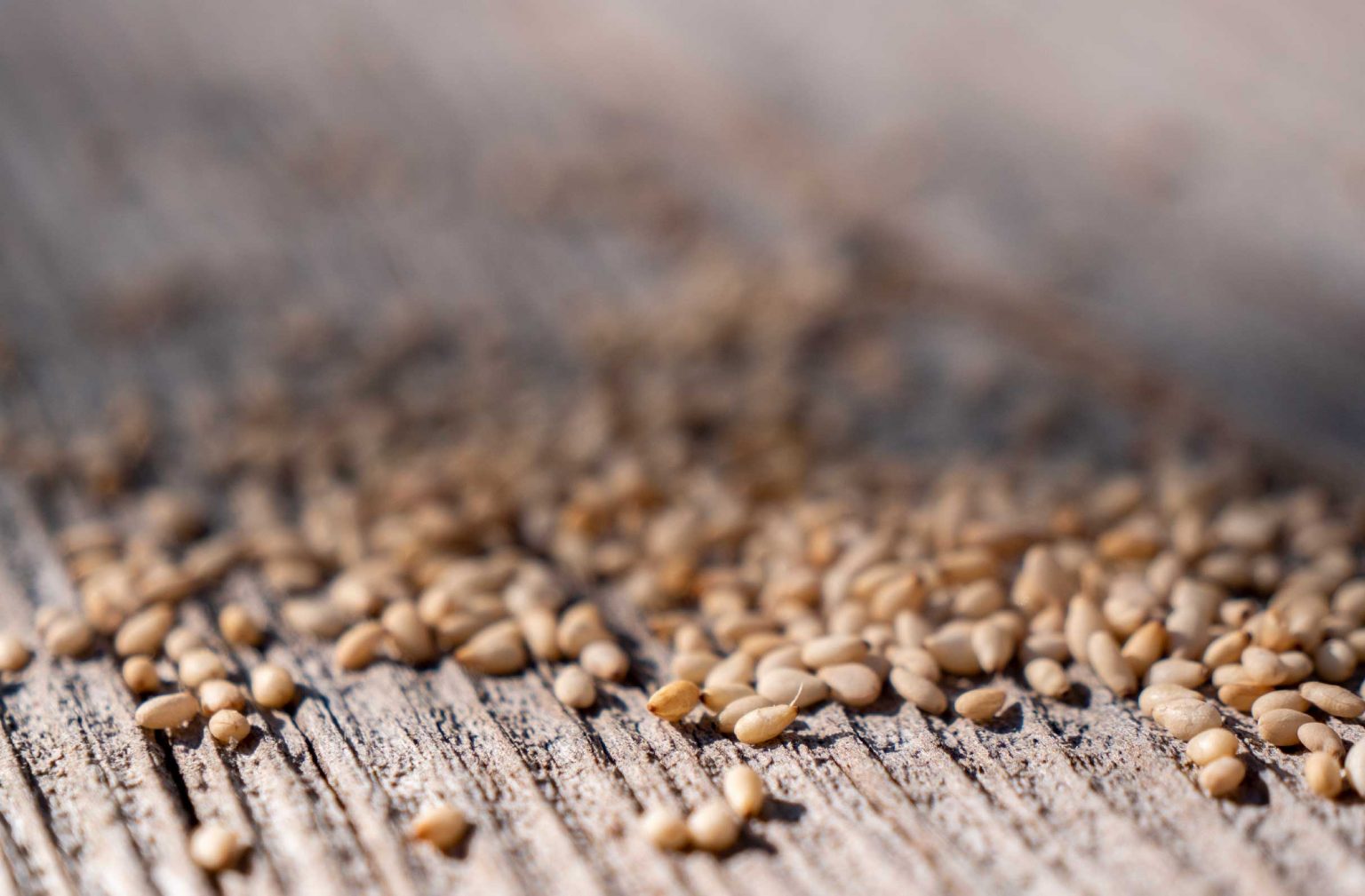 parfum-feve-tonka-sesame-unika-maison-diaphane_7