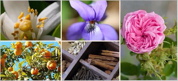 Matières premières en parfumerie de niche présentées par Maison Diaphane