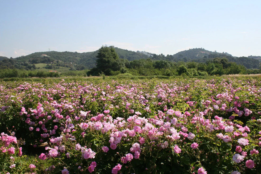 Parfum de Grasse