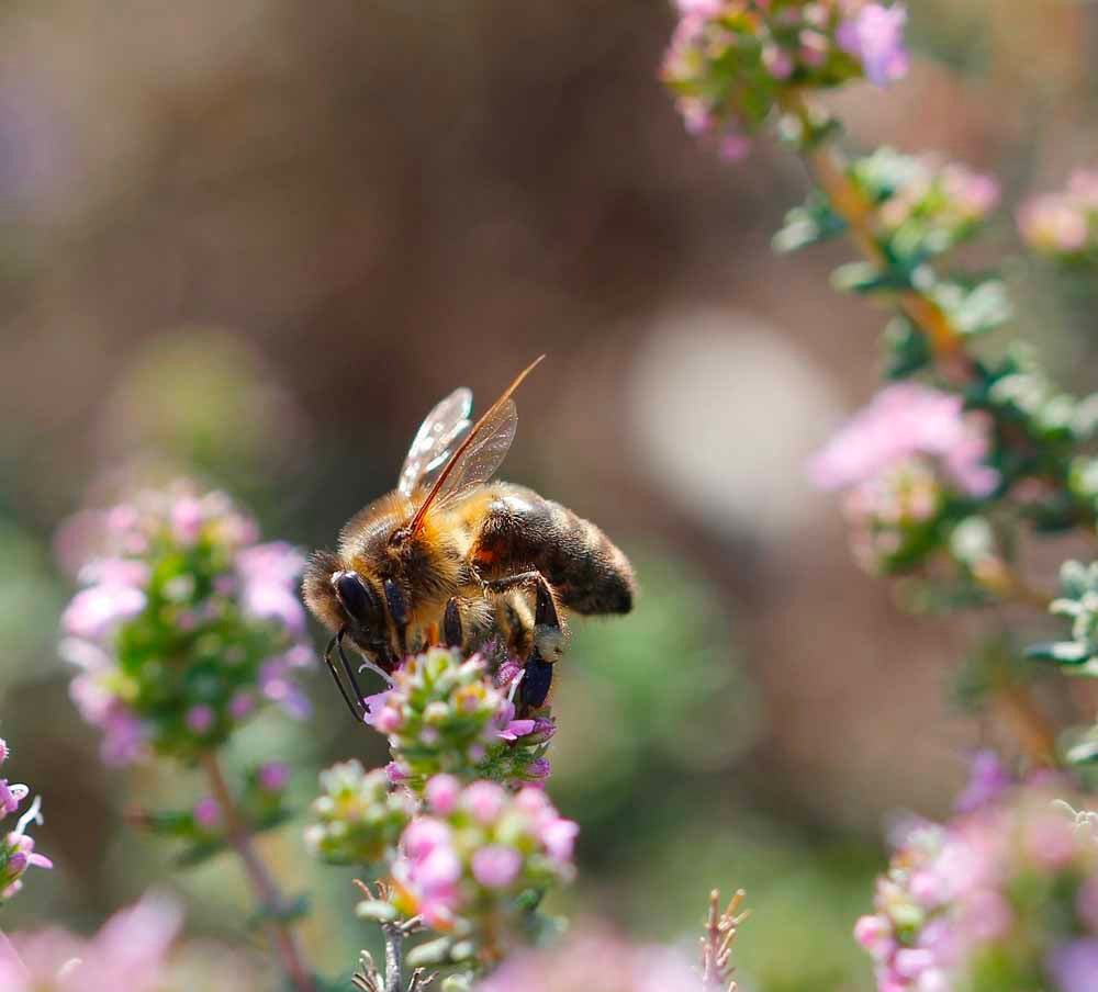 "Parfums de printemps pour femme, homme et mixte disponibles chez Maison Diaphane : une sélection florale, hespéridée et élégante pour accueillir la saison."