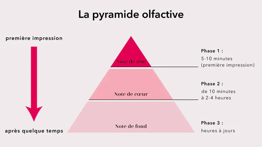 Pyramide olfactive
