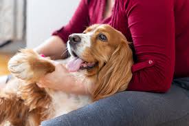 Soins pour Animaux Domestiques – Maison Diaphane