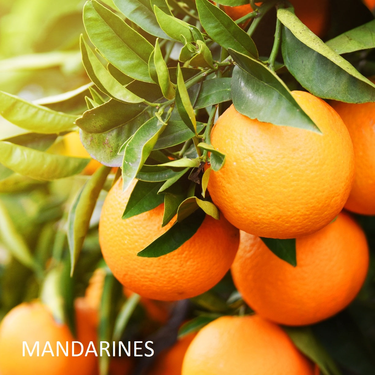 bougie-de-cuir-et-de-bois-harold-et-maude-maison-diaphane_2