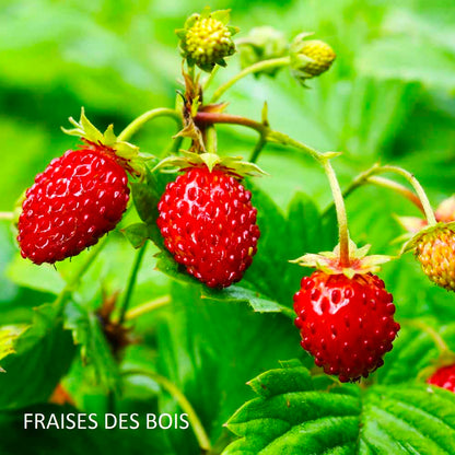 bougie-fraises-des-bois-harold-et-maude-maison-diaphane_2