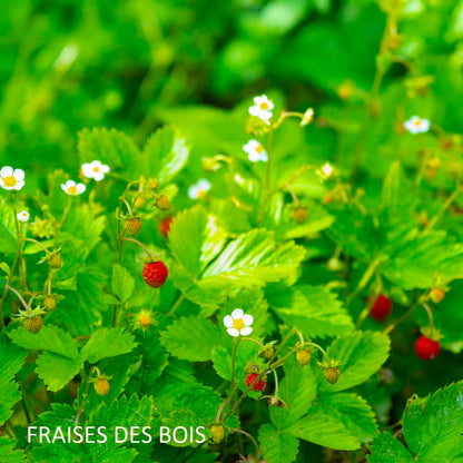 bougie-fraises-des-bois-harold-et-maude-maison-diaphane_3