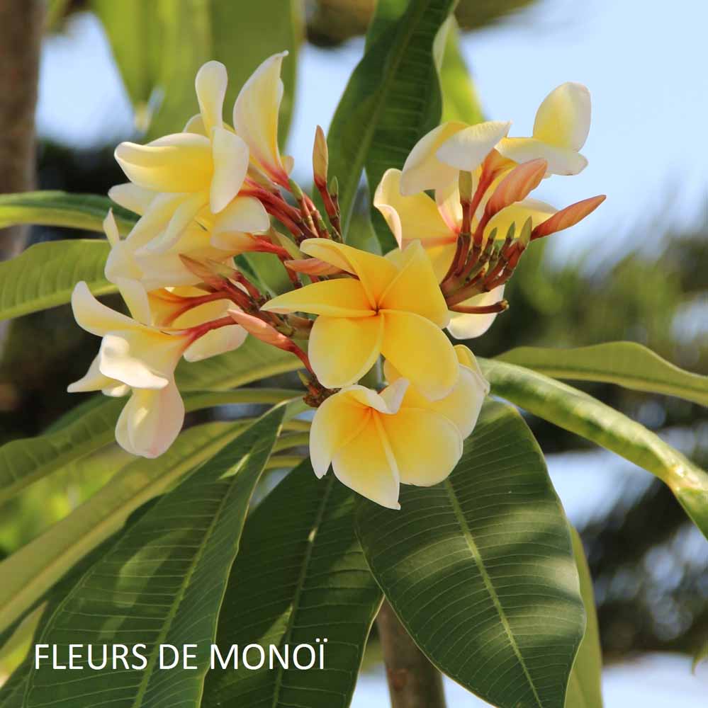 bougie-souvenir-des-marquises-harold-et-maude-maison-diaphane_2