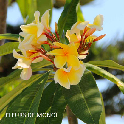 bougie-souvenir-des-marquises-harold-et-maude-maison-diaphane_2