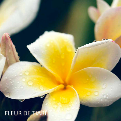 bougie-souvenir-des-marquises-harold-et-maude-maison-diaphane_3