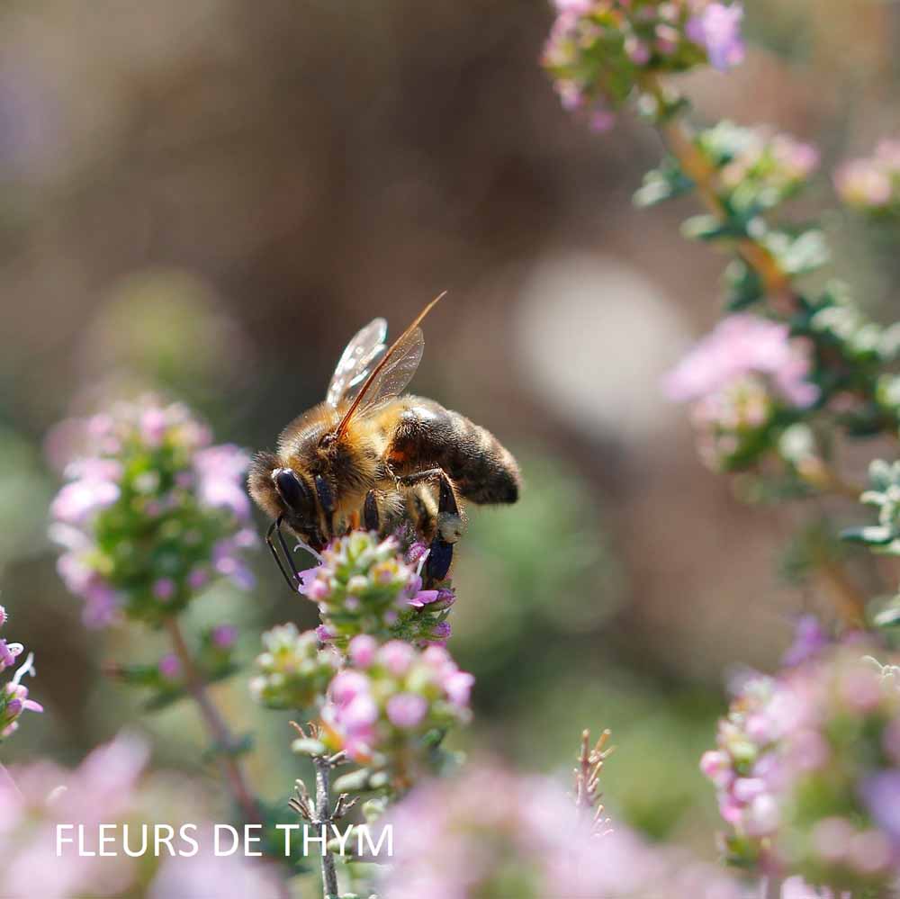 bougie-tu-mas-raconte-harold-et-maude-maison-diaphane_2