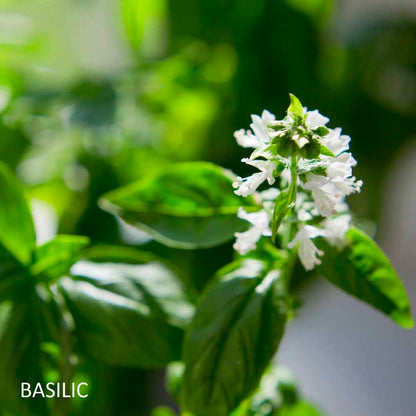 bougie-tu-mas-raconte-harold-et-maude-maison-diaphane_4