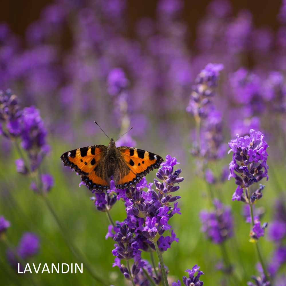 bougie-vers-sainte-lucie-de-talano-harold-et-maude-maison-diaphane_3