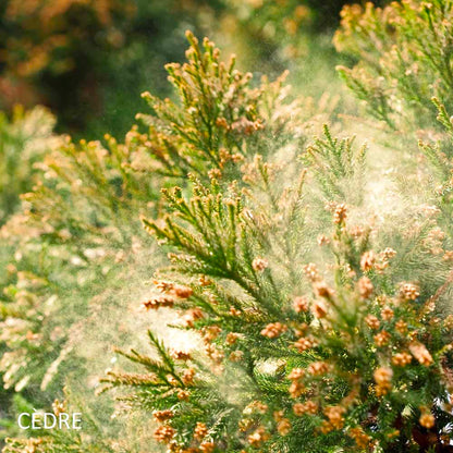 bougie-vers-sainte-lucie-de-talano-harold-et-maude-maison-diaphane_4