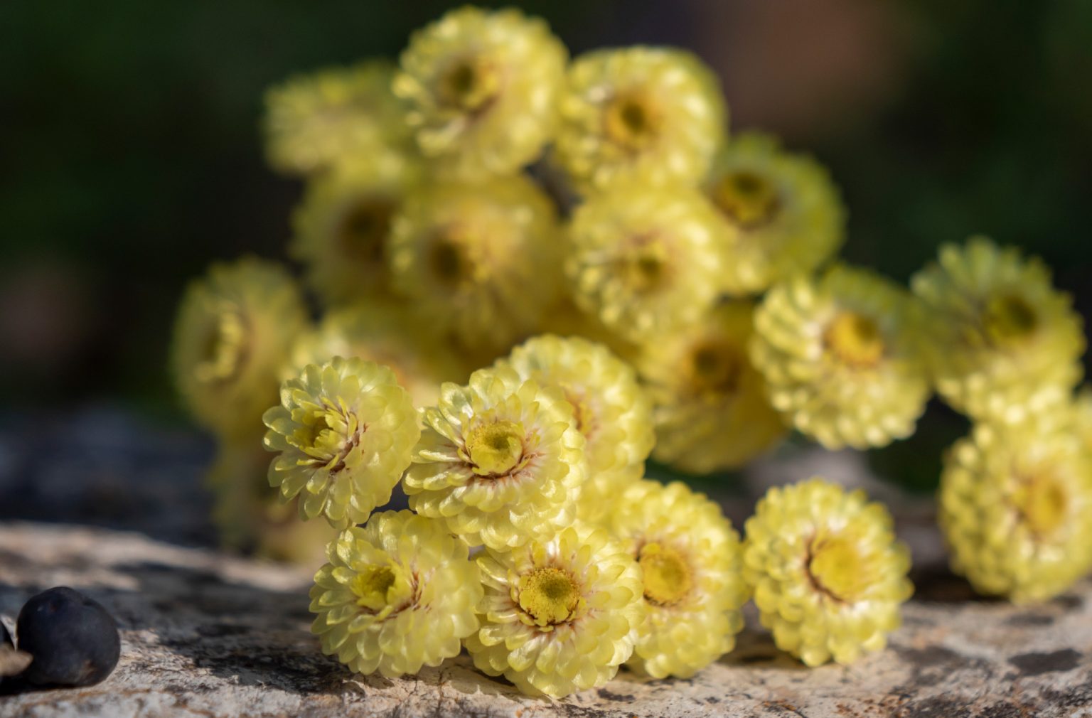 parfum-cedrat-myrte-immortelle-unika-maison-diaphane_6