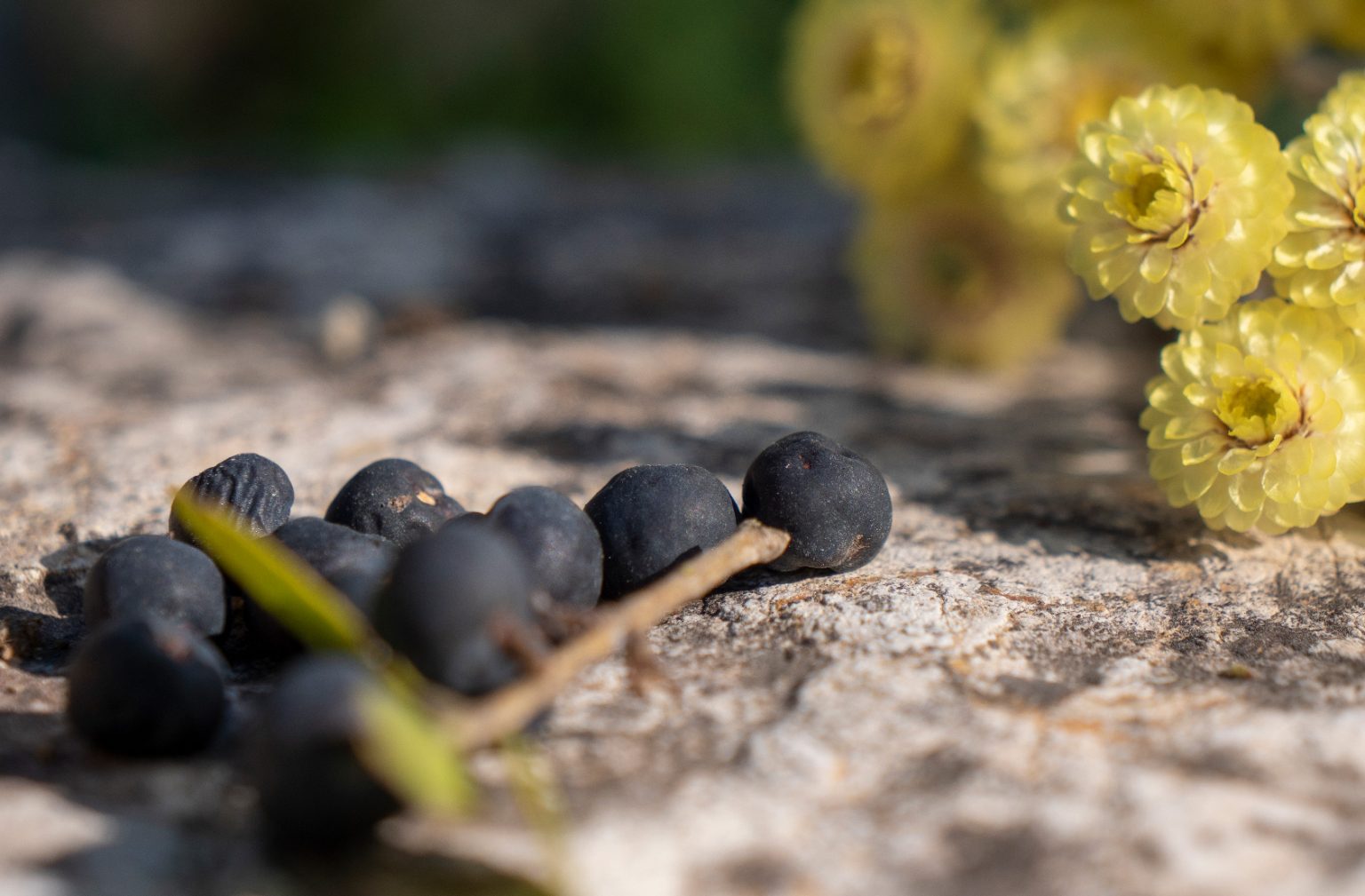 parfum-cedrat-myrte-immortelle-unika-maison-diaphane_7