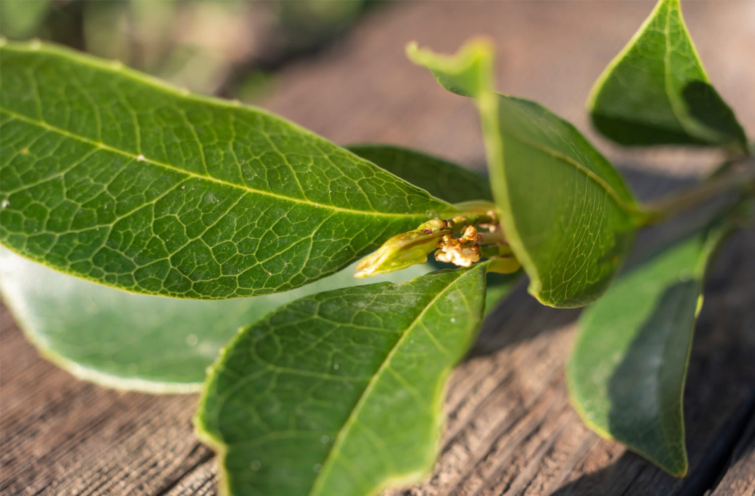parfum-oud-osmanthus-unika-maison-diaphane_7