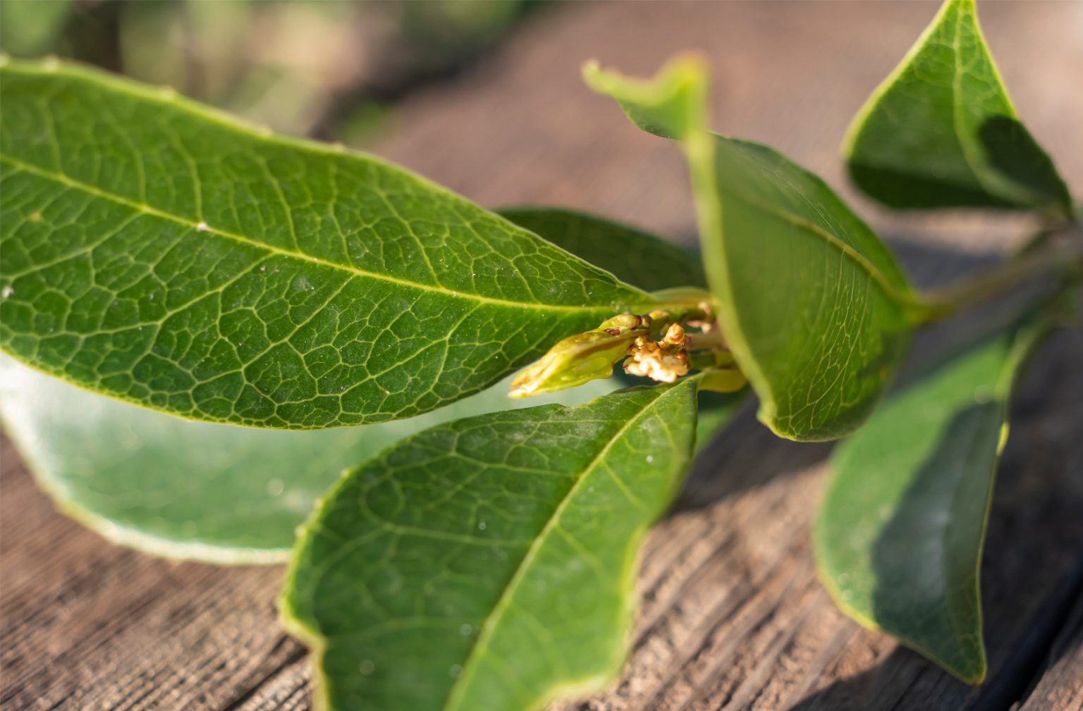 parfum-oud-osmanthus-unika-maison-diaphane_7