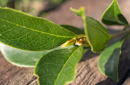 parfum-oud-osmanthus-unika-maison-diaphane_7